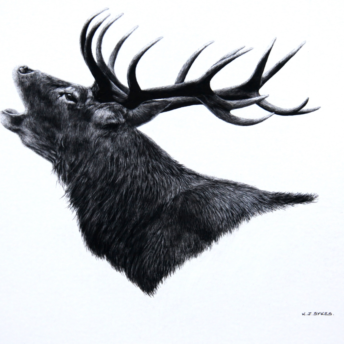 Keith Sykes - Roaring Stag Card
